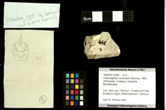 Foto (Objekt + Etiketten) von Cracensigillatus acutirostris (Moericke, 1889) 